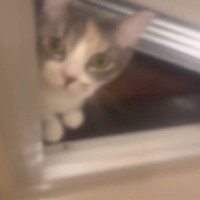 飼い主さんがお風呂で『熱唱』していたら…水大嫌いなはずの猫がとった『まさかの行動』が315万再生「かわいいｗｗｗ」「愛だねぇ」