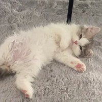 床に転がっている子猫→だんだんと目が細くなっていって…『力尽きる瞬間』が天使すぎると34万再生「たまらん」「メロメロになっちゃう」