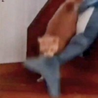 お留守番中に寂しくなった猫→上の階から降りてきたと思ったら…カメラが捉えた『愛おしすぎる瞬間』が220万表示「本当に可愛い」「尊い」