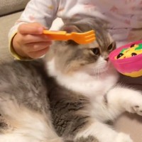 女の子が猫と『おままごと』→ご飯をあげるフリをした結果…まさかの反応が凄すぎると177万再生「育児のプロがいるｗ」「めっちゃ素敵な関係」