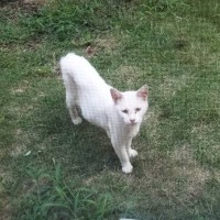 子どもをつれてやってきた『ガリガリの白猫』が、保護された現在…劇的なビフォーアフターが泣けると58万表示「ありがとう」「幸せが詰まってる」