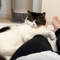 数日ぶりに帰宅したママ→嬉しくなった猫2匹の行動が…羨ましすぎる『甘えん坊全開な姿』が5万再生「愛されてるね」「幸せいっぱいで癒された」