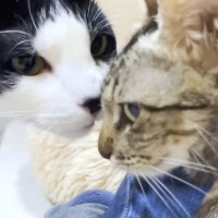 産後でガリガリのママ猫が、18匹の先住猫と初対面→警戒心MAXだったけど…１匹の『まさかの神対応』に驚き「優しい子」「好青年で素敵」