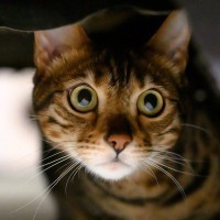 猫がビクビク『臆病な性格』に育つ3つの原因　怖がりな子と暮らすうえでの注意点も