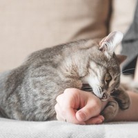 猫があなたに『襲いかかってくる』4つの原因と対処法　猫の攻撃行動にはいくつかのパターンが