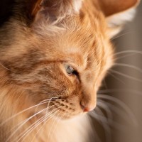 猫がなんだか『悲しそうに鳴いている』ときの3つの心理　本当に悲しい気持ちになっている？