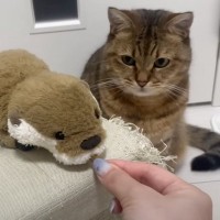 猫が『ライバル視しているぬいぐるみ』におやつを分けたら…爆笑必至の『まさかの行動』が13万再生「可愛すぎるw」「やめてあげてw」
