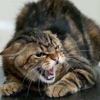 愛猫が急に攻撃的になる『激怒症候群』とは？考えられる5つの原因や対処法など