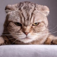 イライラするニャ…猫の『ご機嫌が悪いとき』のサイン5選　機嫌をなおしてもらうための対処法も