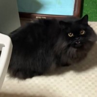 買い物から帰宅した飼い主→『猫に呼ばれて』後をついて行った結果…まさかの光景が210万再生「ポーズ好き」「仕事の疲れも吹っ飛ぶね」の声