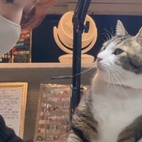 仕事中の飼い主さんに構ってほしい猫…悶絶する人続出の『可愛すぎるアピール』が1074万再生「仕草が最高に可愛い」「俺だったら耐えれん」