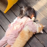 『猫が同じくらいの大きさの子供』に抱き着かれたら…ほのぼのと"優しい世界"が癒されると34万再生「同じ大きさで羨ましい」「ほっこりｗ」