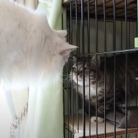 『初めてケージから出た保護猫』→先住猫と対面したら…まさかまさかの反応が凄すぎると４万再生の反響「良い兄弟になりそう」「本当に驚いた」