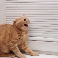 『パニックになっている猫』への間違った対応、3つのNG行為　我を忘れるきっかけになるシーンもご紹介