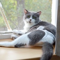 猫に『おむつ』が必要になるシーン5選と慣らし方　高齢になってからとは限らない？