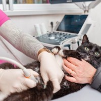 高齢猫に多い『膵炎』とは？疑うべき症状や原因、予防法などを徹底解説