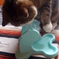 ３匹の猫が『オヤツの出るおもちゃ』にチャレンジした結果…驚きの光景と『まさかの戦略』に反響「本当に賢い」「三者三様の可愛さ」の声