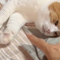 くつろいでいた猫の前に指を出してみたら…まさかの『可愛すぎる瞬間』が17万再生「キョエエエエエ」「赤ちゃんみたい」と悶絶する人が続出