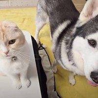 暖かくなってきて『コタツ』をしまおうとしたら、猫と犬が…断固拒否する様子が可愛すぎると反響続々「反対運動かわいいｗ」「癒された」