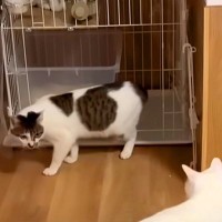 暴れまくる新入りに注意したボス猫→翌日から様子がおかしくなり…予想もつかなかった『まさかの結末』が13万再生「対応が素晴らしい」