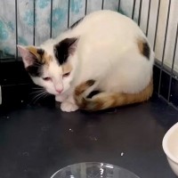 ワクチンと爪切りにブチギレた猫→威嚇された猫は食欲不振に…翌朝、『前日とはまるで違う２匹の姿』に「機嫌直ってよかった」「安心した」