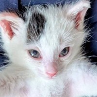 飼い主さんの足の前で子猫が…『姿勢』を見てみると？→『可愛すぎる光景』が1万1000いいね「小さくても存在は大きいｗ」「吹いたｗ」