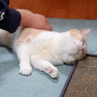 連休明けの朝、女の子が学校に行こうとすると…絶対に逃れられない『甘えん坊トラップ』に悶絶「作戦勝ちだね」「後ろ髪ひかれるのわかる」