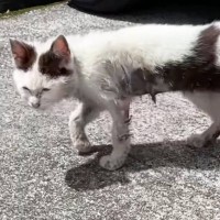 誰からも愛されていなかった『ボロボロの子猫』が保護された結果…激変した現在の様子が泣けると66万再生「よく生きててくれた」「涙が出た」