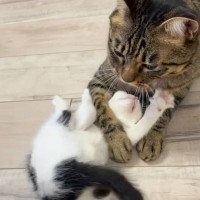 『兄猫に遊んでもらいたい子猫』→絡みにいった結果…まさかの可愛すぎる瞬間が28万再生「必死に戦ってるつもりかなｗ」「がんばれｗ」と爆笑