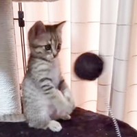 「ニャン生一周目すぎるｗ」バネ付きのおもちゃで遊んでいた子猫が…まさかの瞬間に「すれ違いまくりｗ」「可愛いにも程があるｗ」と35万再生
