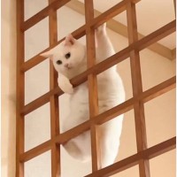 格子の上を見たら、猫が…飼い主さんが吹きだした『まさかすぎる光景』が406万再生「何がしたいんだｗ」「ジャングルジム思い出したｗ」