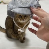 丸顔の猫に『小さな帽子』をかぶせてみたら…あまりにも想定外な『まさかの姿』に爆笑の声続出「水泳キャップｗ」「吹いた」と8万再生