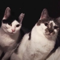 深夜に起こしにくる猫たちを『隠し撮り』してみたら…記録された『意外な姿』に「声出して笑った」「毎日寝不足になるねｗ」と笑顔になる人が続出