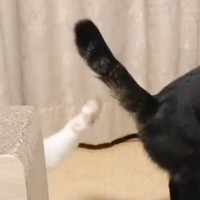 同居猫のおしりを触ろうと『頑張って手を伸ばした猫』…思わず笑っちゃう『まさかの瞬間』が72万表示「少し悲しいｗ」「可愛すぎるねｗ」
