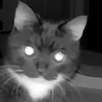 猫、夜は一緒に寝ているのに…『夜中のカメラの様子』を見てみると？→まさかの行動が可愛すぎると160万表示「二足歩行で！？ｗ」「爆笑」