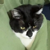 『ずっといてくれ』と願う飼い主さん→猫がいた場所とは……愛おしすぎる瞬間が1万8000いいねの反響「なんちゅう可愛い」「あらー」