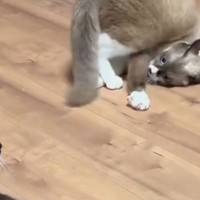 『やんのかステップを失敗したネコ』を見ていたら…予想外すぎる『ごまかし方』に5万いいね「失敗してるの初めて見たｗ」「新しいｗ」と爆笑