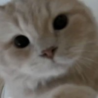 カメラ越しに『猫の名前』を呼んでみると……リアクションが可愛すぎると231万表示「仕事中ずっと見ちゃいそう」「ほんと癒される」の声