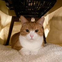 こたつ布団を片付けようとしたら、まだしまってほしくなさそうな猫が…驚きのエピソードに３万いいね「強い意志を感じる」「会話は大切だねｗ」