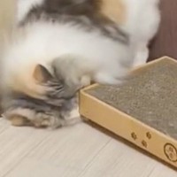 『だれか使い方を教えてあげて』→爪とぎを使う猫を見てみたら…まさかの光景が24万表示「永遠に見ていたいｗ」「斬新で可愛いｗ」
