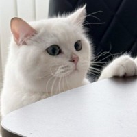 机に前足をかけている猫→『姿勢』を見てみると……自然すぎて"驚きの光景"が3万7000いいね「カッコいいｗ」「すばらしい」と反響