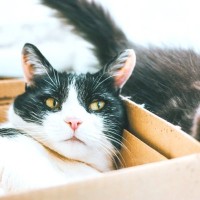 猫の『毛色が変わる』こともある？考えられる3つの原因　病気のサインの場合も