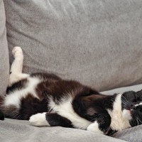 『睡眠中の猫』には絶対にしてはいけない4つのNG行為　大きなストレスになるかも…