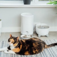 夏場は『猫のご飯』の取り扱いにご注意を！与え方・保存方法など、気をつけるべきことを解説