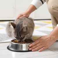 猫が『早食い』してしまう3つの原因と考えられるトラブル　やめさせるための対処法も
