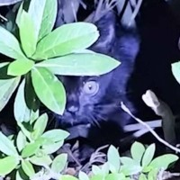 小さく幼い体で"痛みに耐えながらご飯を食べていた"保護猫…6ヵ月半の闘病記録に反響続々「壮絶な痛みを想像したら涙」「よく頑張ったね」