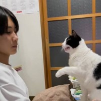 『勉強中のお兄ちゃんvs遊びたい猫』の攻防戦…必死の"構ってアピール"が可愛すぎると173万再生「かまちょな彼女」「兄ちゃん好きすぎｗ」