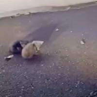 夜中に『道の真ん中で動けなくなっている子猫』を発見→近づいたら……壮絶な展開が132万再生「ただ涙が流れた」「胸が熱くなる」と大反響