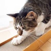 猫が『驚いたときの気持ち』を落ち着かせるためにする行動3選　見られたときの対処法も