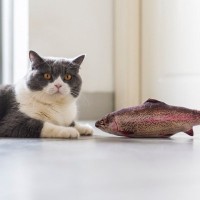 シニア猫だって遊びたい！『高齢猫と上手に遊ぶためのアイデア』4選